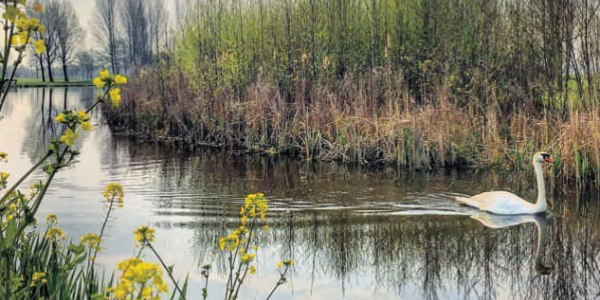 Broedseizoen in Park Hitland