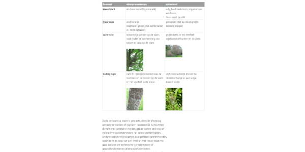 Spinselmot versus de eikenprocessierups