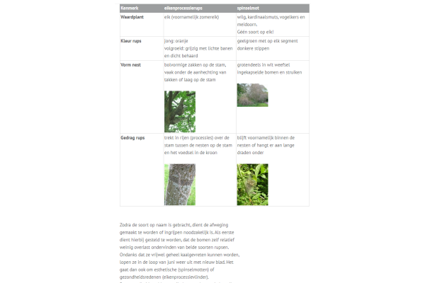 Spinselmot versus de eikenprocessierups