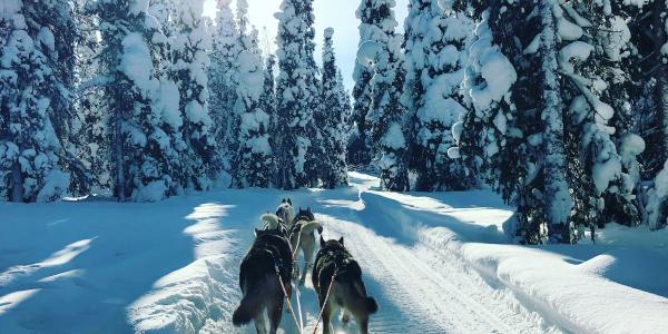 Uniek winters spektakel: husky’s op Golfbaan Hitland