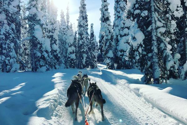 Uniek winters spektakel: husky’s op Golfbaan Hitland