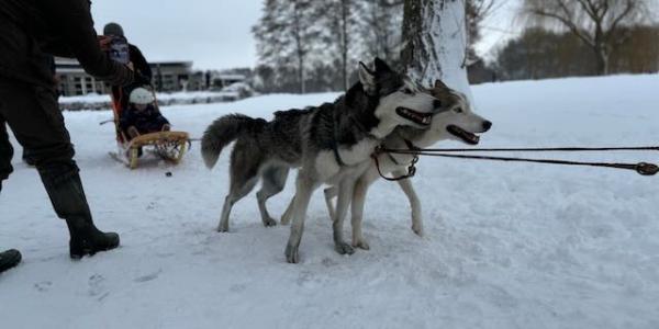 Winterspektakel met husky's groot succes