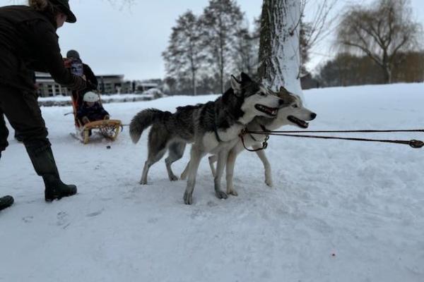 Winterspektakel met husky's groot succes
