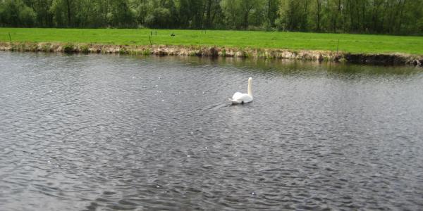 Dode zwanen in Park Hitland