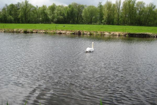 Dode zwanen in Park Hitland