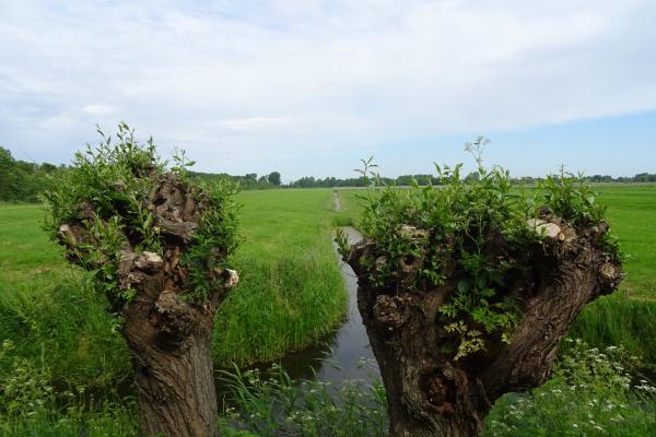 Werkzaamheden maart: wilgen knotten, hondenstrand en ruiterpad