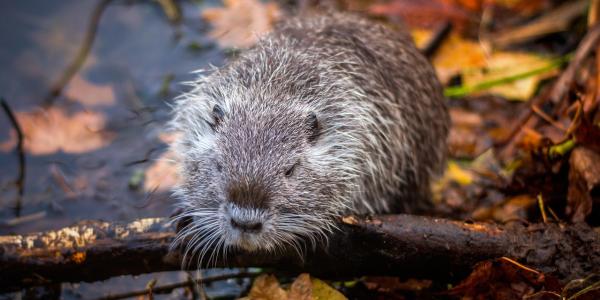 Belangrijke mededeling: Laat de klemmen van de muskusrattenbestrijding staan!
