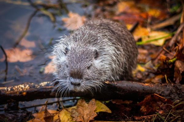 Belangrijke mededeling: Laat de klemmen van de muskusrattenbestrijding staan!